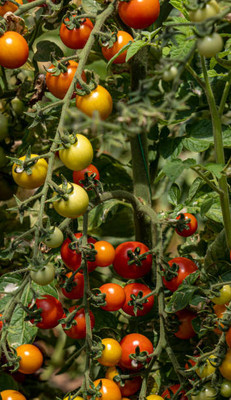 jkfarm tomato Seed(125 per packet)