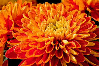 ibains Chrysanthemum flower mix seeds hybrid Seed(41 per packet)
