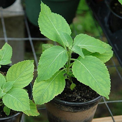 WILLVINE Herb African Tree Basil Organic-[2000 Seeds] Seed(2000 per packet)