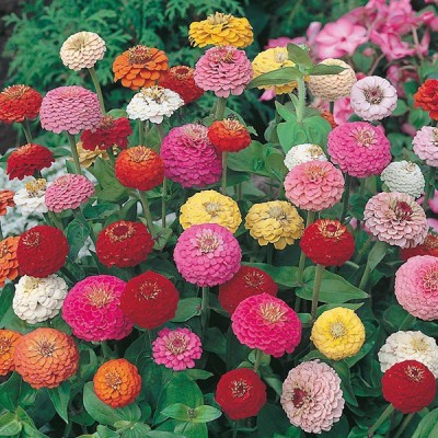 M-Tech Gardens Zinnia Flower Seed(30 per packet)