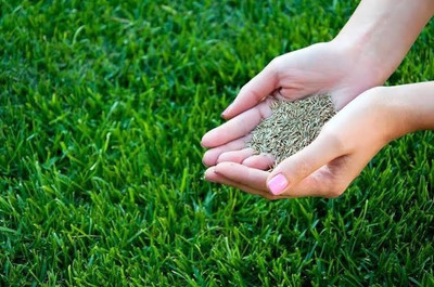 Greenfall Fast-Growing American Bermuda Lawn Grass Seeds - 5500 Seeds Seed(5500 per packet)