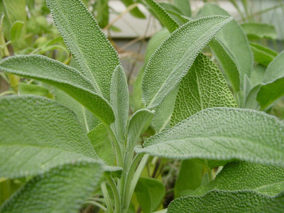 Qualtivate PUA-8A Broadleaf Sage Heirloom Seed(100 per packet)