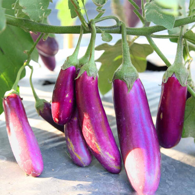 DEYS AGRO ™ f1 hybrid-212 Long Purple Brinjal seeds, wild eggplant hybrid Seed(2500 per packet)