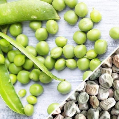 VibeX ® RXI-285 Cascadia Sugar Snap Pea Seeds Seed(50 per packet)