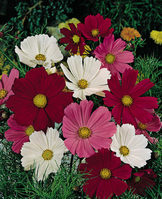 Quentova Cosmos Mix-4M-VXL Seed(75 per packet)