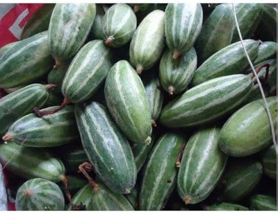 BJUBAS Pointed Gourd Live Plant For Planting pack of 37 Seed(37 per packet)