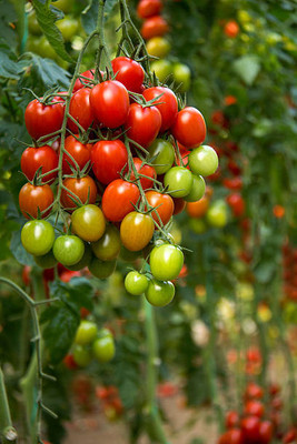 seedex tomato Seed(75 per packet)