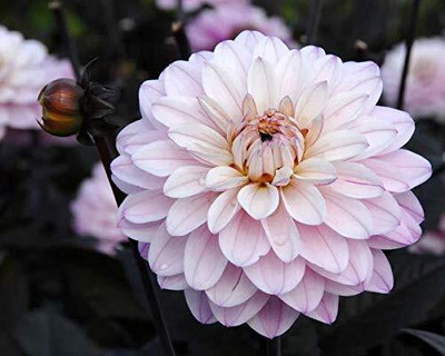Epazo Hybrid mulitcolour dahlia Seed(30 per packet)