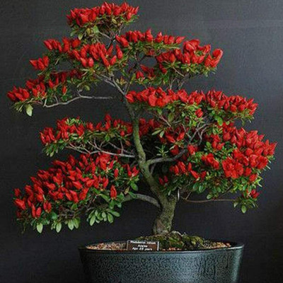 CYBEXIS Hybrid Red Chili Seeds600 Seeds Seed(600 per packet)