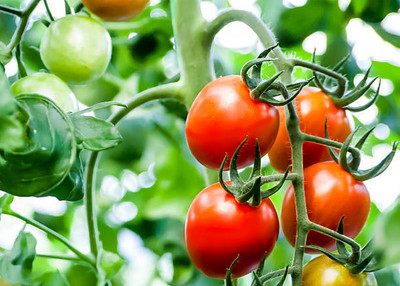 ME Traders tomato Seed(135 per packet)