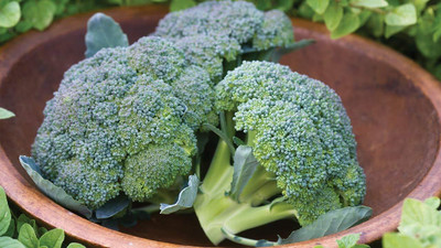 Qualtivate VXL-3AT Gypsy Broccoli Seed Seed(300 per packet)