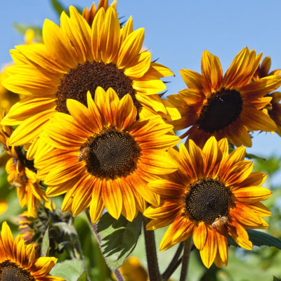 CRGO SUNFLOWER , SURAJMUKHI Seed(35 per packet)