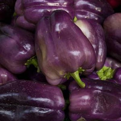 CYBEXIS Fast Germination Purple Capsicum Seeds1200 Seeds Seed(1200 per packet)