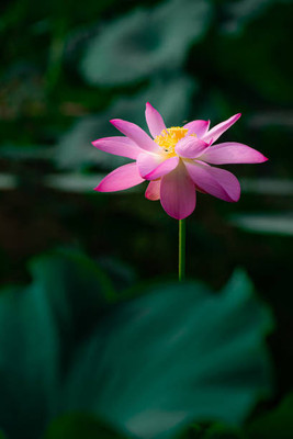 NurseryServe lotus,kamal gatta Seed(11 per packet)