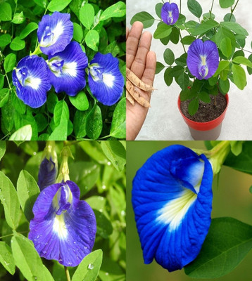ibains Aparajita seeds blue beez 23 Seed(23 per packet)