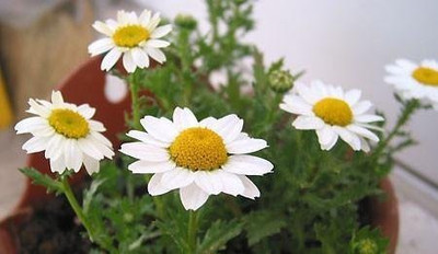 KANAYA Chrysanthemum Seed(45 per packet)