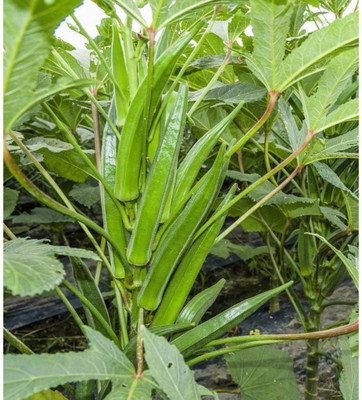 Quentova Okra Seeds Seed(250 per packet)