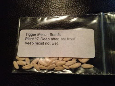 WILLVINE VVI-396 Rare Tigger Melon Seeds Seed(200 per packet)