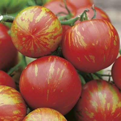 Biosnyg High Germination Tomato Tigerella Vegetable Seeds - (1000 Seeds) Seed(1000 per packet)