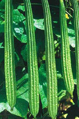 KANAYA Dhari Tori F1 Hybrid Vegetable Seed(18 per packet)