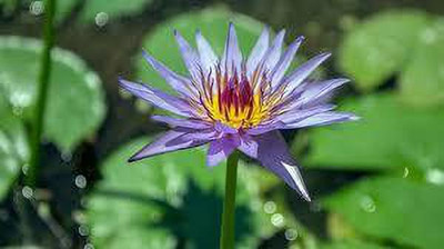 CARIBBEAN LOTUS,KAMALSEEDS Seed(8 per packet)