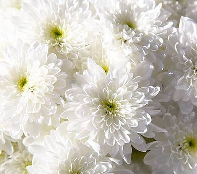 Seedsqlty White chrysanthemum flower seeds Seed(15 per packet)