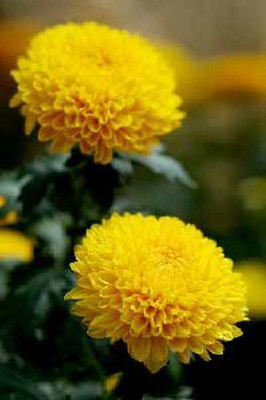 XOLDA Exotic chrysanthemum Seed(36 per packet)