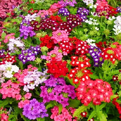 MAA Verbena Mix Seed(20 per packet)