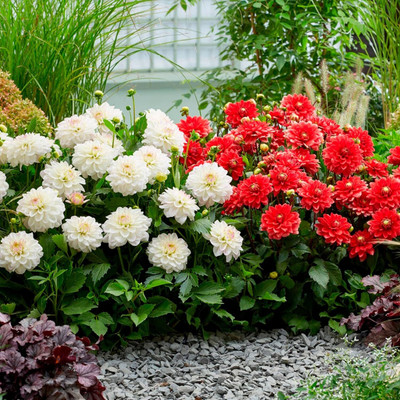 Aywal DAHLIA DECORATIVE MIX HYBRID FLOWER Seed(6 g)