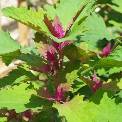 Qualtivate RES-7A Tree Spinach (Chenopodium giganetum) Seed(25 per packet)