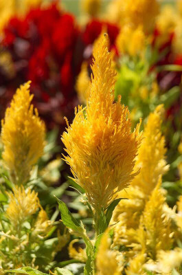 Lorvox Celosia Pulmosa Flower -Mixed Color Flower Seed(20 per packet)