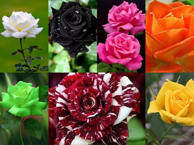 LPR GULAB ,ROSE Seed(100 per packet)