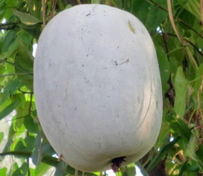 BDSresolve Ash gourd seeds for farming PACK OF 15 Seed(15 per packet)