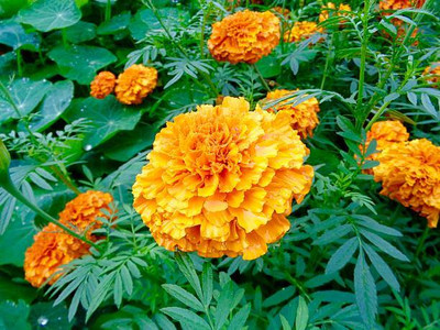 NATURE FARM marigold,gende ka phool seeds Seed(22 per packet)
