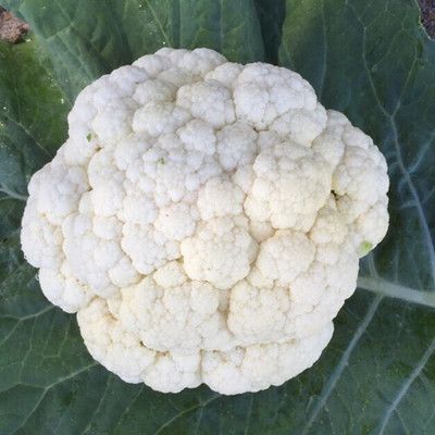 Quentova Cauliflower – Brittany-3V-NST Seed(200 per packet)