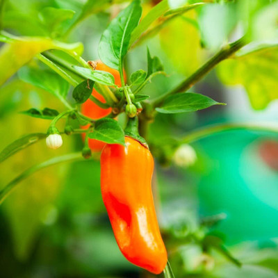 Biosnyg Disease-Resistant Hot Jalapeno Pepper Vegetable Seeds for Garden-(2000 Seeds) Seed(2000 per packet)