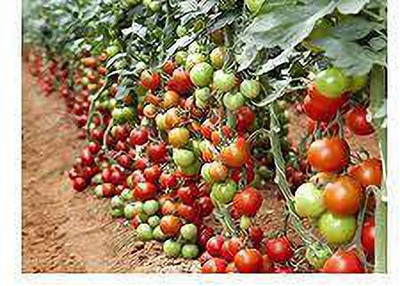 SM Exports Tomato - Arka Vikas Tomato vegetable seeds - pack of 2000 seeds. Seed(2000 per packet)