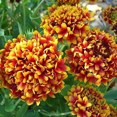 KANAYA Gaillardia Double Mixed Colour Flower Seed(40 per packet)