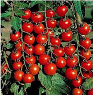 Qualtivate ICRA-2A Super Sweet Tomato Seed(300 per packet)