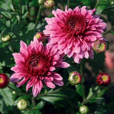 ibains Rainbow chrysanthemum flower seeds Seed(11 per packet)
