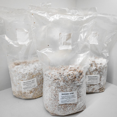 Khushi Prova Button Mushroom Spawn | Premium Quality Seeds 0.5 KG Seed(105 per packet)