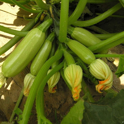 CYBEXIS Pepo Marrow Cocozelle Squash Cucurbita Zucchini100 Seeds Seed(100 per packet)