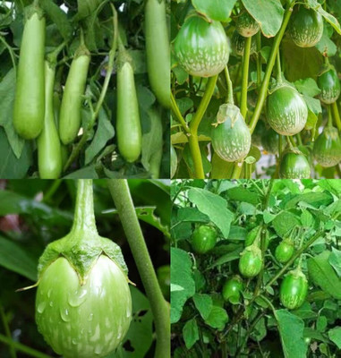 ibains Vegetable seeds brinjal bij 67 Seed(67 per packet)