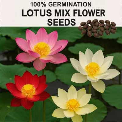 jems enterprise LOTUS Seed(50 per packet)