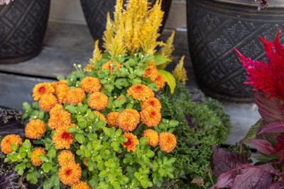 PUTZMA marigold/gende ka phool flower seeds Seed(75 per packet)