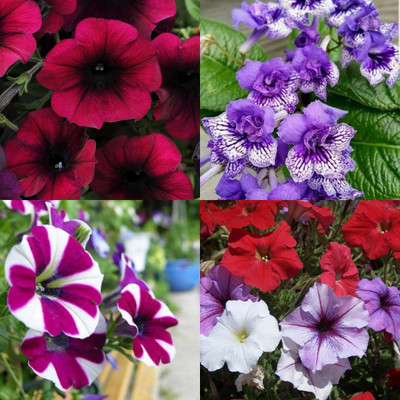 ibains Petunia seeds for gardening bij 32 Seed(32 per packet)
