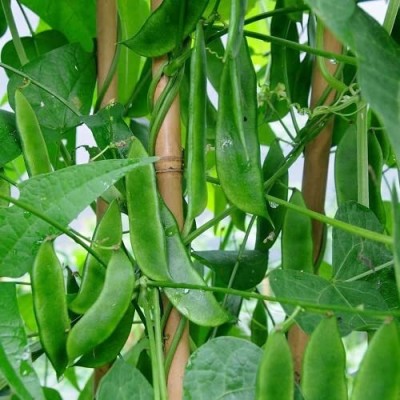 Aywal SEM PHALI DOLICHOS BEANS F1 HYBRID Vegetable Seed(51 per packet)