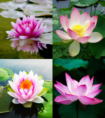 ibains Japanese premium lotus flower seeds beez 20 Seed(20 per packet)