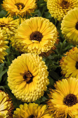 Platis Calendula Touch of Red Yellow Flower Seed(80 per packet)