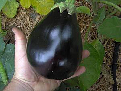 ACCELCROP Round Brinjal Seed(500 per packet)